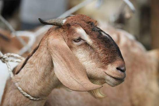 Nafilah Qurbani